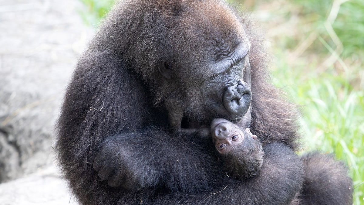 Audubon Zoo Welcomes Critically Endangered Gorilla Baby