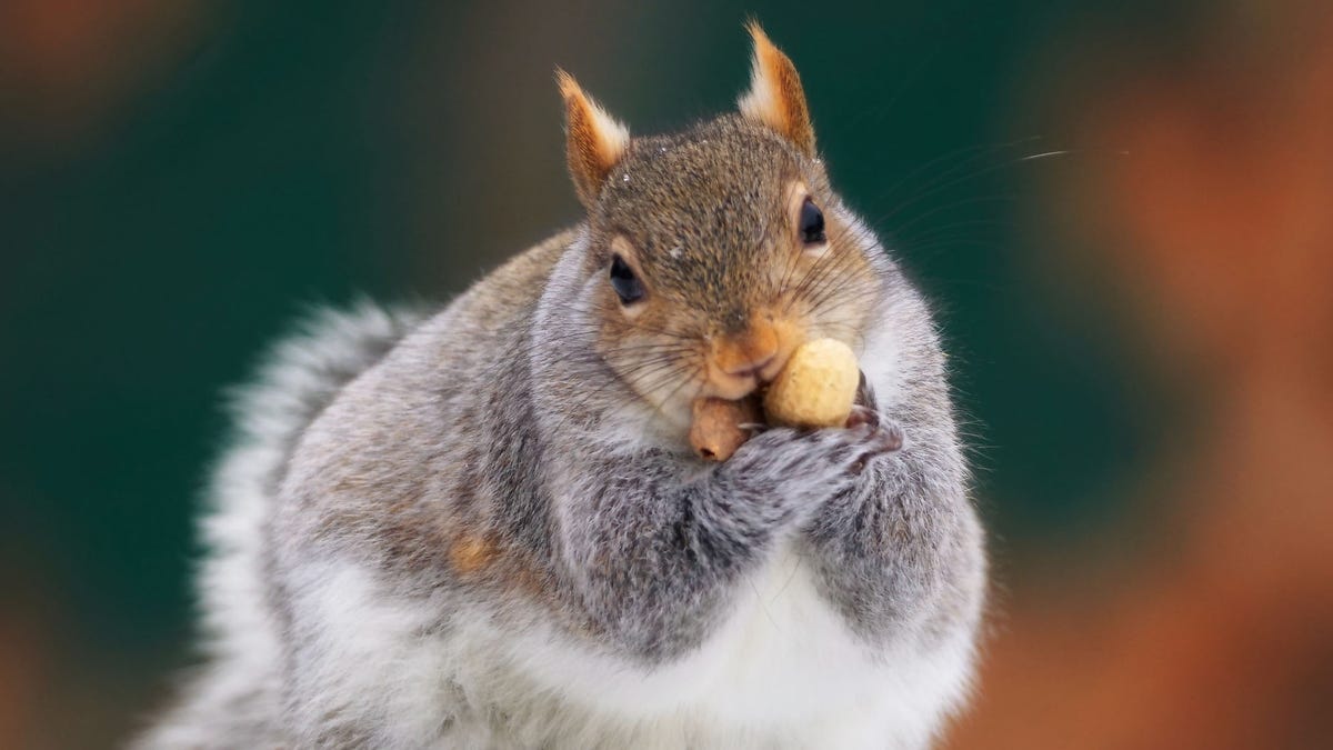 Big fat squirrel with two peanuts in his mouth on an autumn colors background