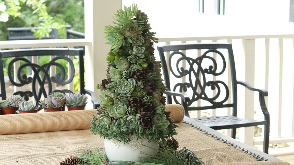 Succulent Christmas trees are gaining in popularity as the holiday season draws closer. To That end, Home Depot now offers an online tutorial for making your own.