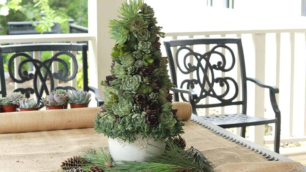 Succulent Christmas trees are gaining in popularity as the holiday season draws closer. To That end, Home Depot now offers an online tutorial for making your own.