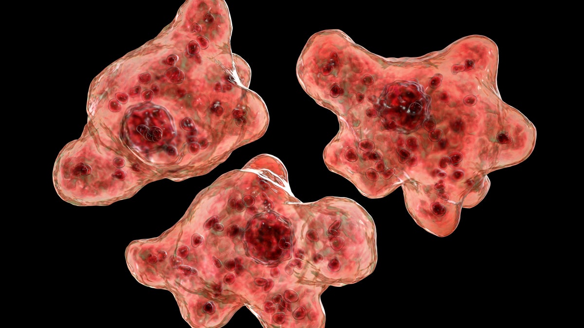 A brain-eating amoeba claimed the life of a 13-year-old boy in Florida, according to multiple reports.