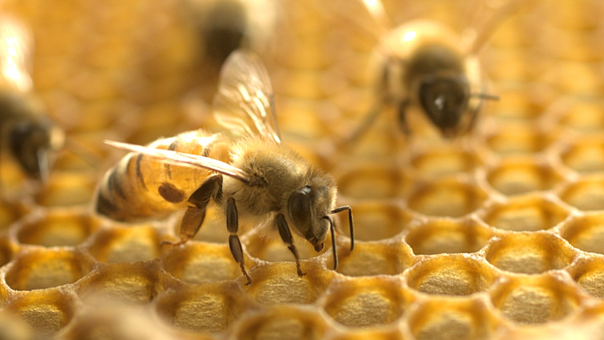 Melittin and honeybee venom were studied for their anti-cancer properties and showed they decreased the viability of triple-negative breast cancer cells and HER2-enriched breast cancer cells, Dr.Ciara Duffy said in her study. (iStock)
