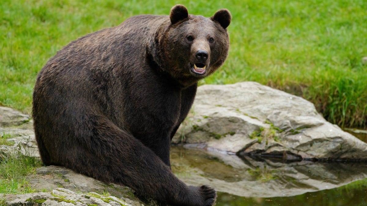 Brown bear, Ursus arctos, sitting on the stone, near the water pond