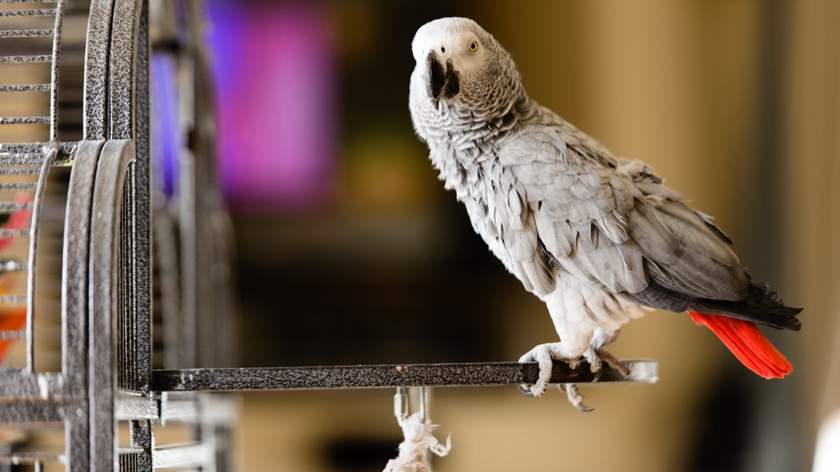 A group of African grey parrots were taken from the view of guests after they kept squawking obscenities. 