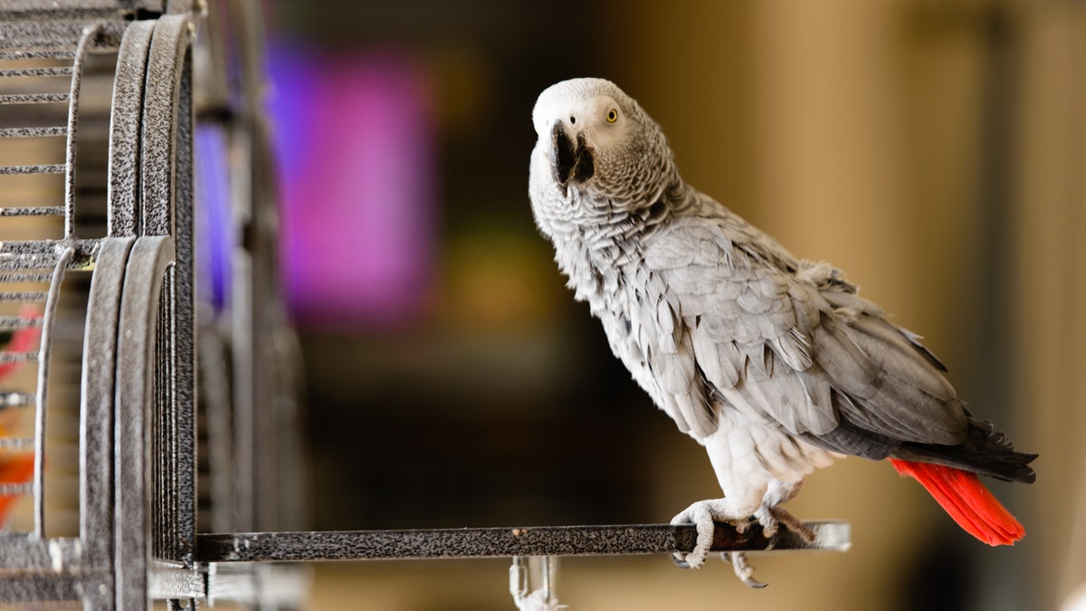A group of African grey parrots were taken from the view of guests after they kept squawking obscenities.