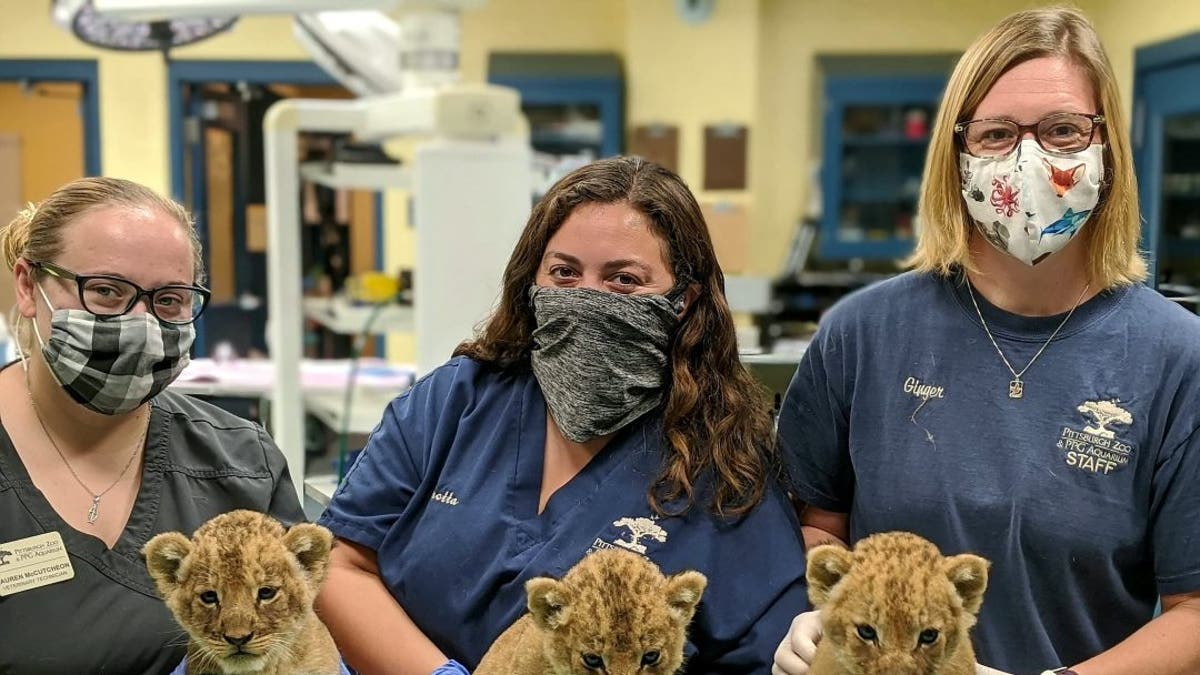 This is the adorable moment three little lion cubs went to the vet for their six-week checkup. (Credit: SWNS)