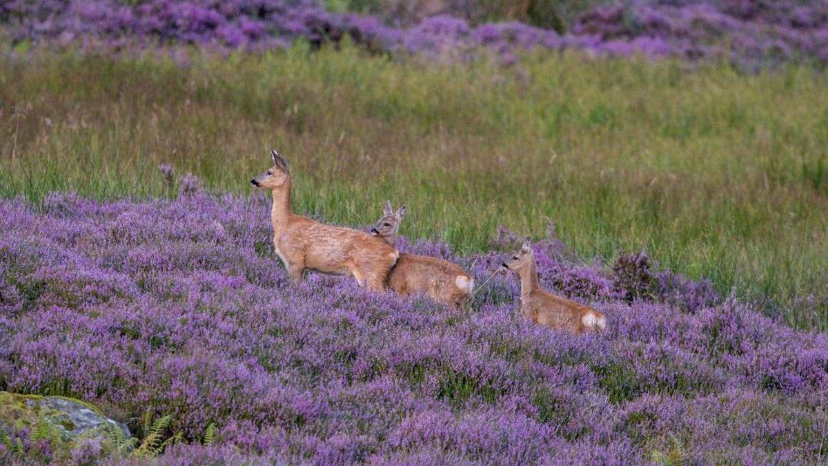 This glorious photo shows a female deer with her two fawns in a field of heather at first light in Glen Quaich, Perthshire. (Credit: SWNS)
