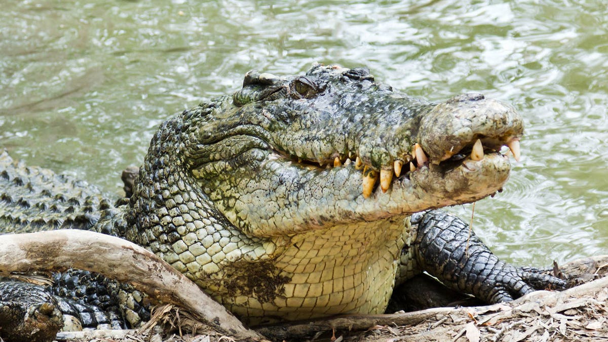 man shoos crocodile