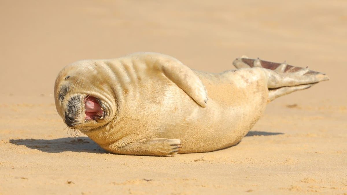 Seal pup spotted 'laughing' on golden beach | Fox News
