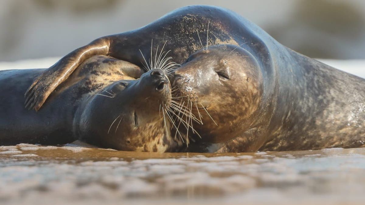 Seals spotted having 'tender' moment on beach in scene reminiscent of 'From  Here To Eternity' | Fox News