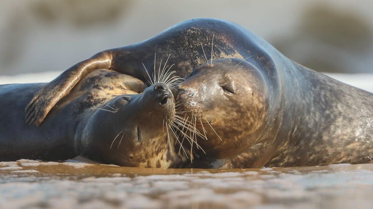 Seals spotted having 'tender' moment on beach in scene reminiscent of 'From Here To Eternity' | Fox News Seals spotted having 'tender' moment on beach in scene reminiscent of 'From Here To Eternity' | Fox News