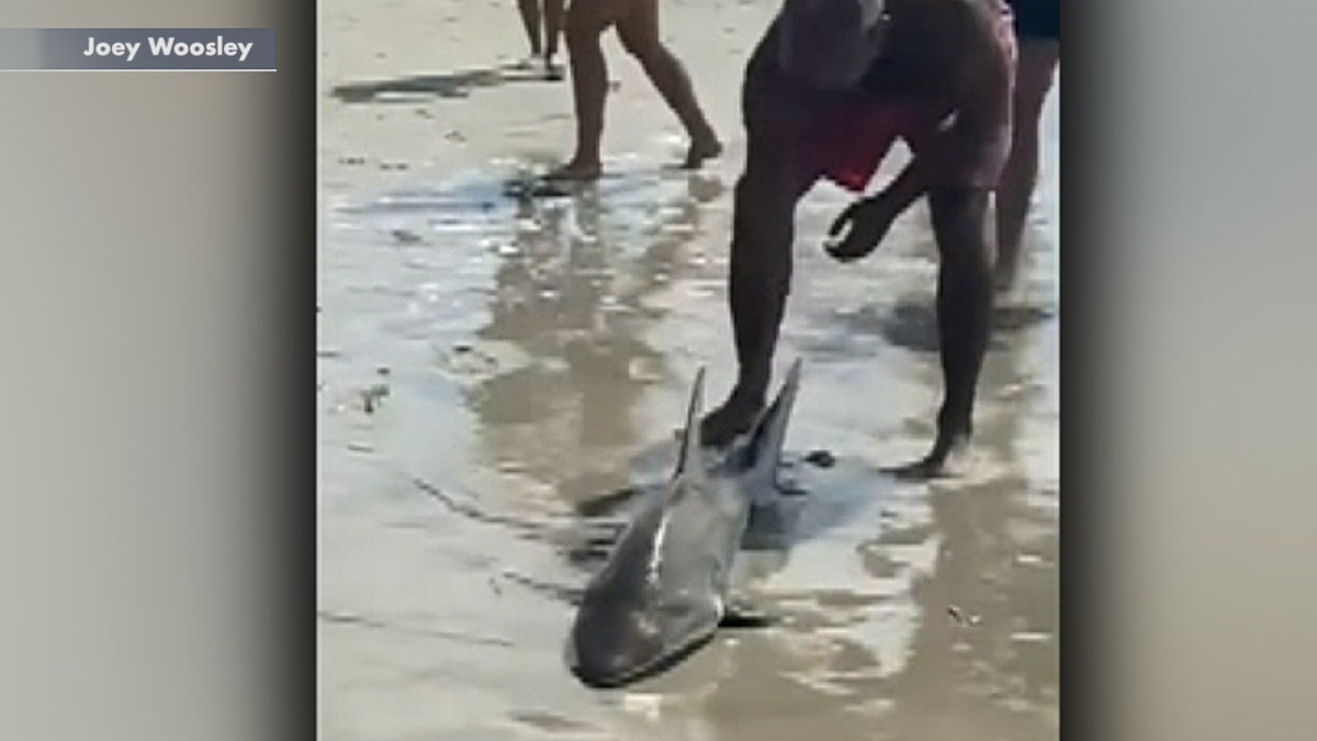 The shark can be seen after it was brought on the beach.