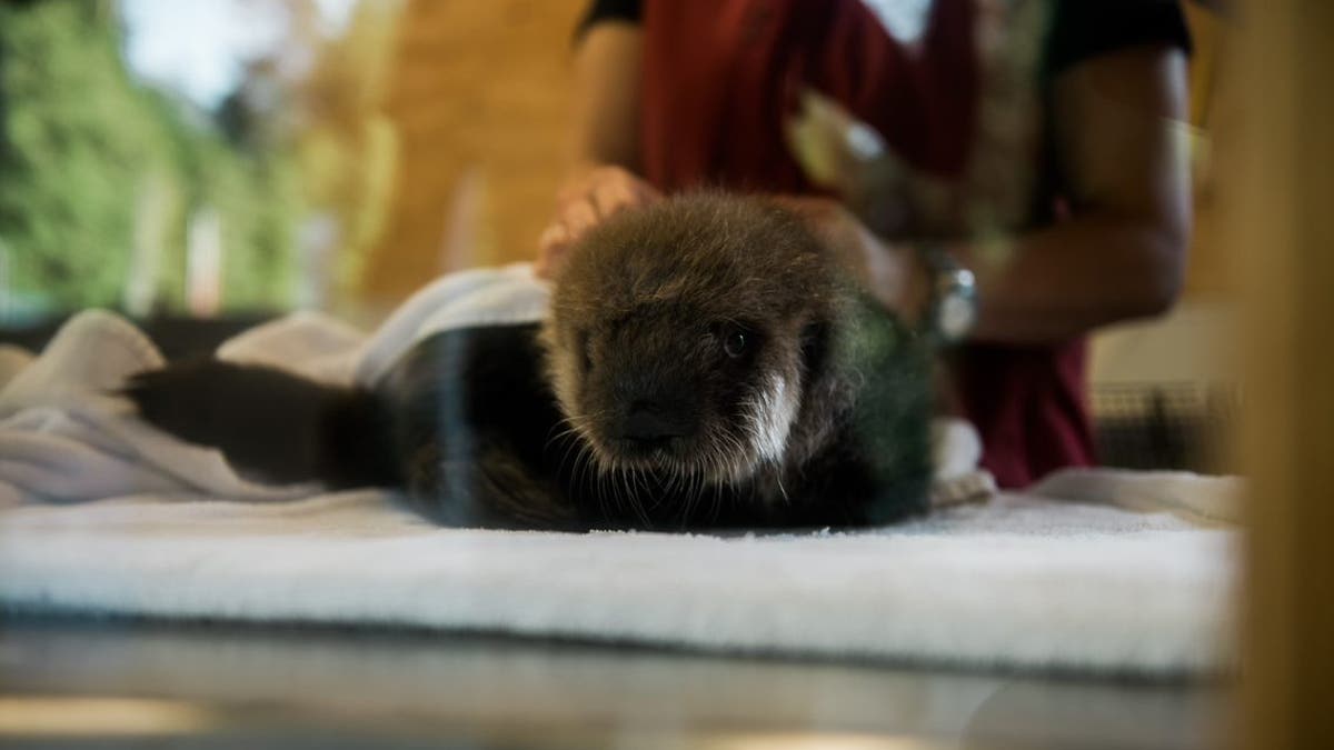 Joey gets combed and dried by his caretakers. Grooming is an important part of his daily ritual. (Credit: Vancouver Aquarium/Ocean Wise)
