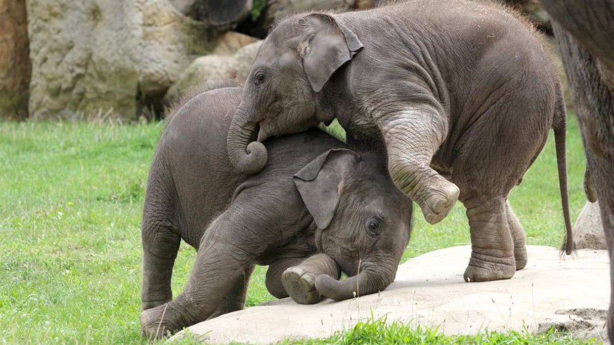 Two juvenile elephants have been caught on camera wrestling with each other. Taken at Prague Zoo, the adorable pics show Amalee the elephant climbing on her big sister Lakuna's back in a beautiful display of affection. 