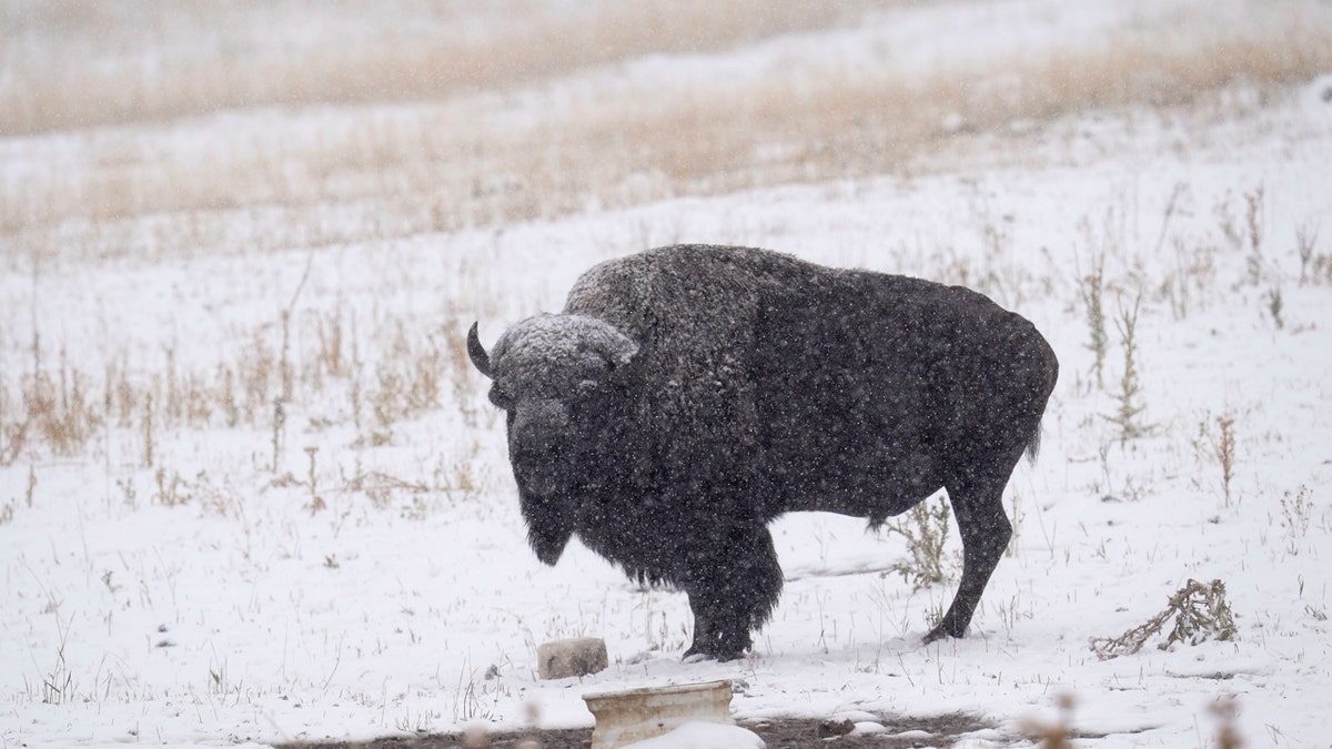 A lone bison stands as a storm packing high winds and snow sweeps through the intermountain West Tuesday, Sept. 8, 2020, in Evergreen, Colo.