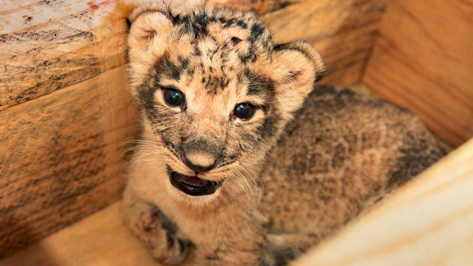 One of three African lion cubs born to its mom Bahati at the Dallas Zoo on Aug. 17 plays behind the scenes at the zoo, in Dallas, Sept 8, 2020.