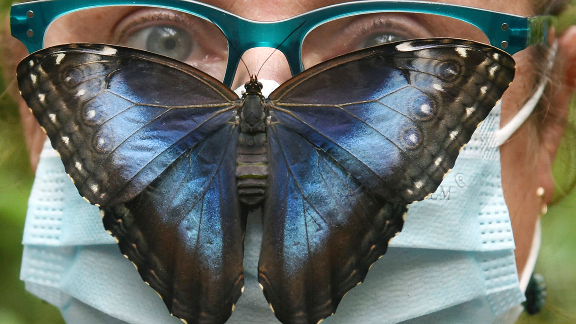 A few hours old, a sky butterfly lands on a woman wearing a face mask at the Alaris Butterfly Park in Lutherstadt Wittenberg, Germany, Sept. 8, 2020. 