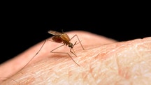 Here's the reason why mosquitoes feast on humans' blood