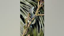 Bizarre-looking lizards born with bodies almost entirely comprised of their tails