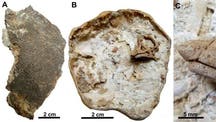 Largest dinosaur ever had 'rhino-like horn' at birth, research reveals