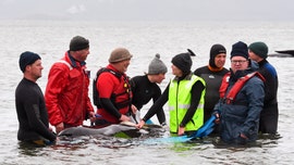 Almost 500 pilot whales stranded in Australia