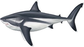 Megalodon discovery: Scientists reveal giant shark’s astonishing true scale