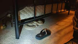 Large western diamondback rattlesnake discovered under bed in Phoenix