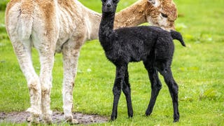 Rare black alpaca worth thousands of dollars born in Scotland