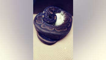 Female python, 62, at St. Louis Zoo lays 7 eggs, seemingly without male