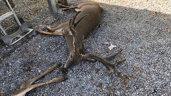Mosquitoes killing livestock in Louisiana after hurricane