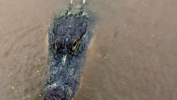 Hurricane Sally: Massive alligator captured swimming in Alabama storm surge