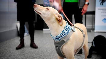 Helsinki Airport deploys coronavirus-sniffing dogs in program aimed at 'beating COVID-19'
