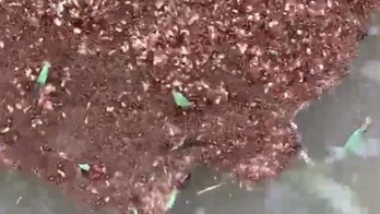 Texas city releases video of 'floating ant piles' amid flooding caused by Beta