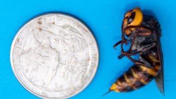 More Asian Giant 'murder hornets' found in Washington state, officials say