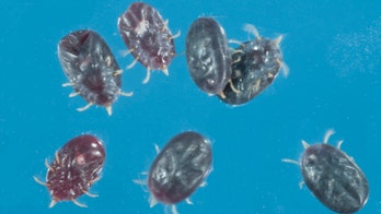 'Bat tick' found in New Jersey for first time, researchers say