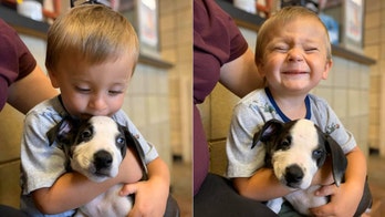 Michigan parents adopt puppy with cleft lip for son, 2, born with cleft lip