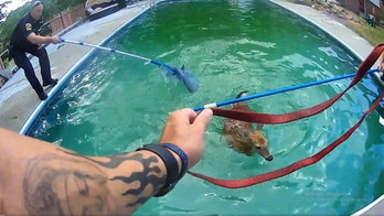 2 baby deer 'cheer' after Ohio police rescue them from backyard pool