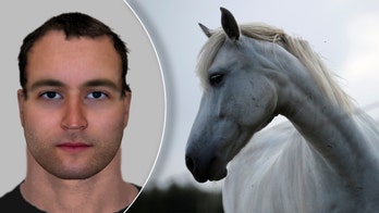 French police hunt 2 horse mutilation suspects in Dijon region