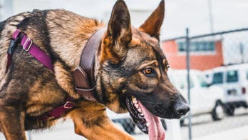 Dog trained to sniff out invasive spotted lanternfly in an attempt to stop the bug from spreading