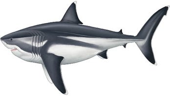 Megalodon discovery: Scientists reveal giant shark’s astonishing true scale