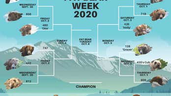 Alaska national park's Fat Bear Week tournament returns to celebrate chubbiest brown bears
