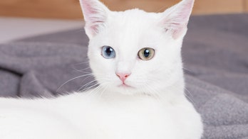 Once-abandoned cat with different colored eyes, extra toes becomes Instagram famous