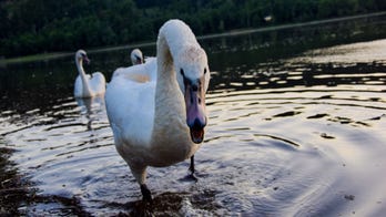 Woman's dangling face mask bitten by swan, snapped back into place