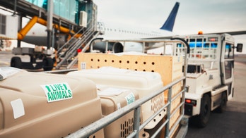 Chicago bulldog rescue refuses CDC order to relinquish puppies found abandoned in airport warehouse