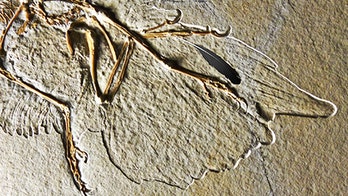 Famous feather definitely belonged to this terrifying Jurassic-era dinosaur