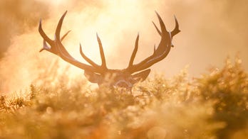 Deer hunting season will be different in Michigan due to pandemic, officials say