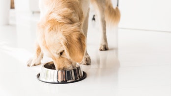 Dog food recalled over high levels of mold byproduct: FDA