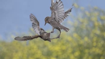 Starlings captured on film fighting in mid-air