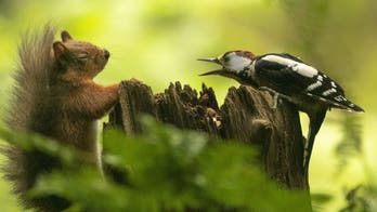 Woodpecker gets aggressive with red squirrel over nuts: 'It was like they were going to have a fight'