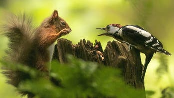 Woodpecker gets aggressive with red squirrel over nuts: 'It was like they were going to have a fight'